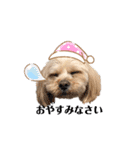 愛犬ももパルゆめすず（個別スタンプ：37）