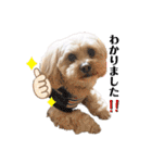 愛犬ももパルゆめすず（個別スタンプ：39）