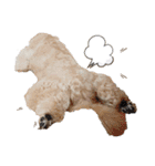 愛犬ももパルゆめすず（個別スタンプ：40）