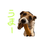 ジャックのタープ（個別スタンプ：12）