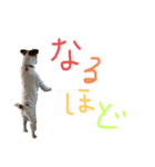 ジャックのタープ（個別スタンプ：14）
