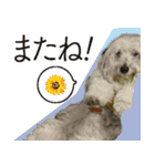 ポーリッシュ ランのスタンプライフ（個別スタンプ：6）