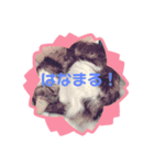 うちの可愛子チャン2（個別スタンプ：15）