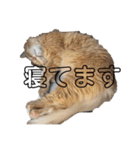 もにゃ王2020ニャン（個別スタンプ：8）