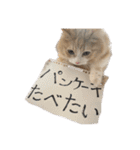もにゃ王2020ニャン（個別スタンプ：9）