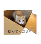 もにゃ王2020ニャン（個別スタンプ：15）