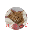 もにゃ王2020ニャン（個別スタンプ：17）