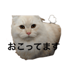 もにゃ王2020ニャン（個別スタンプ：22）