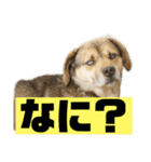 うちのいぬ<ダイゴ>（個別スタンプ：5）