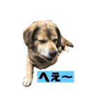 うちのいぬ<ダイゴ>（個別スタンプ：13）