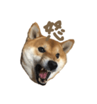 ぼく武蔵。（個別スタンプ：2）
