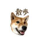 ぼく武蔵。（個別スタンプ：7）