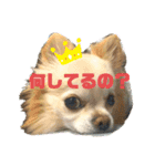 チワワのチョコちゃんの毎日（個別スタンプ：2）
