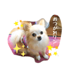 チワワのチョコちゃんの毎日（個別スタンプ：4）