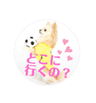 チワワのチョコちゃんの毎日（個別スタンプ：5）