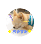 チワワのチョコちゃんの毎日（個別スタンプ：6）