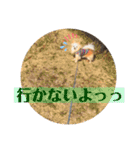 チワワのチョコちゃんの毎日（個別スタンプ：8）