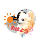 チワワのチョコちゃんの毎日（個別スタンプ：9）