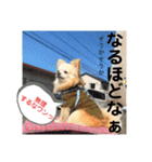 チワワのチョコちゃんの毎日（個別スタンプ：13）