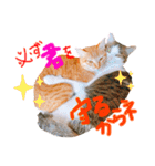 そらとみかん4（個別スタンプ：3）