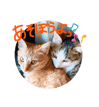 そらとみかん4（個別スタンプ：8）