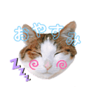 そらとみかん4（個別スタンプ：10）