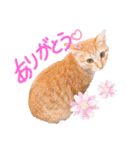 そらとみかん4（個別スタンプ：11）