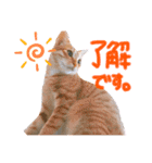そらとみかん4（個別スタンプ：16）