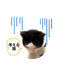 猫の1日、猫三昧（個別スタンプ：3）