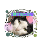 猫の1日、猫三昧（個別スタンプ：4）