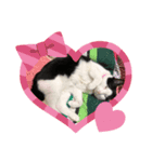 猫の1日、猫三昧（個別スタンプ：5）