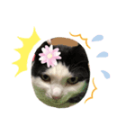 猫の1日、猫三昧（個別スタンプ：6）
