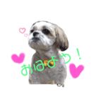 ぽちじゃないよ。ぽっちくん（個別スタンプ：1）
