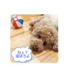 トイの日常編スタンプ（個別スタンプ：13）