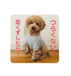 トイの日常編スタンプ（個別スタンプ：15）