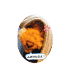トイの日常編スタンプ（個別スタンプ：16）