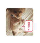 トイの日常編スタンプ（個別スタンプ：18）