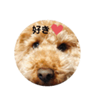 トイの日常編スタンプ（個別スタンプ：23）
