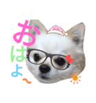 しろくん2（個別スタンプ：1）