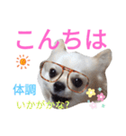 しろくん2（個別スタンプ：2）