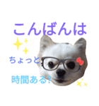 しろくん2（個別スタンプ：3）