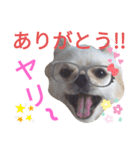 しろくん2（個別スタンプ：8）