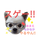 しろくん2（個別スタンプ：9）