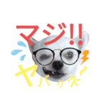 しろくん2（個別スタンプ：11）