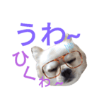 しろくん2（個別スタンプ：17）