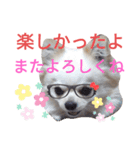 しろくん2（個別スタンプ：19）