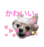 しろくん2（個別スタンプ：20）