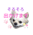 しろくん2（個別スタンプ：21）