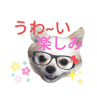しろくん2（個別スタンプ：23）