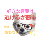 しろくん2（個別スタンプ：24）